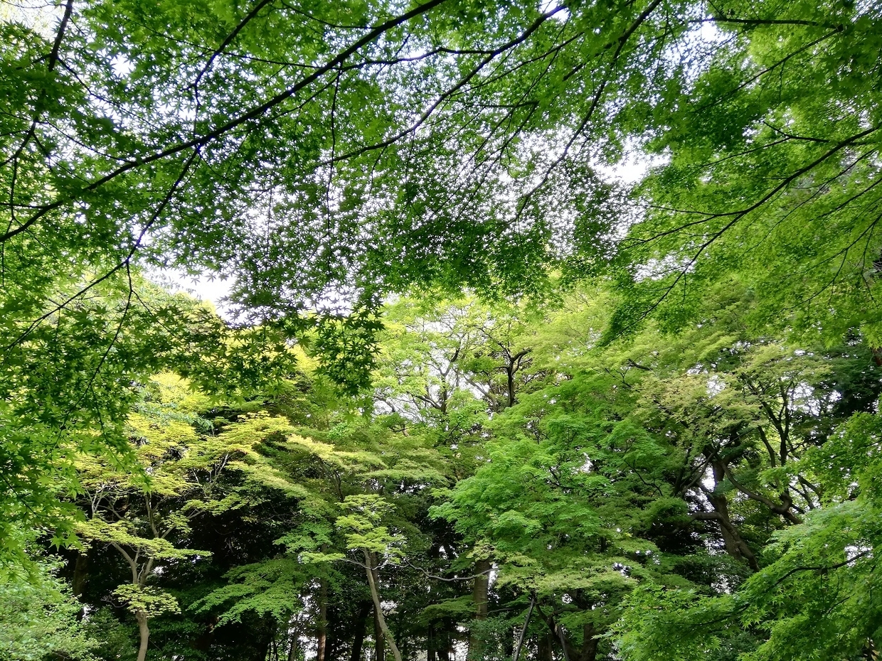 旧古河庭園の日本庭園 旧古河庭園