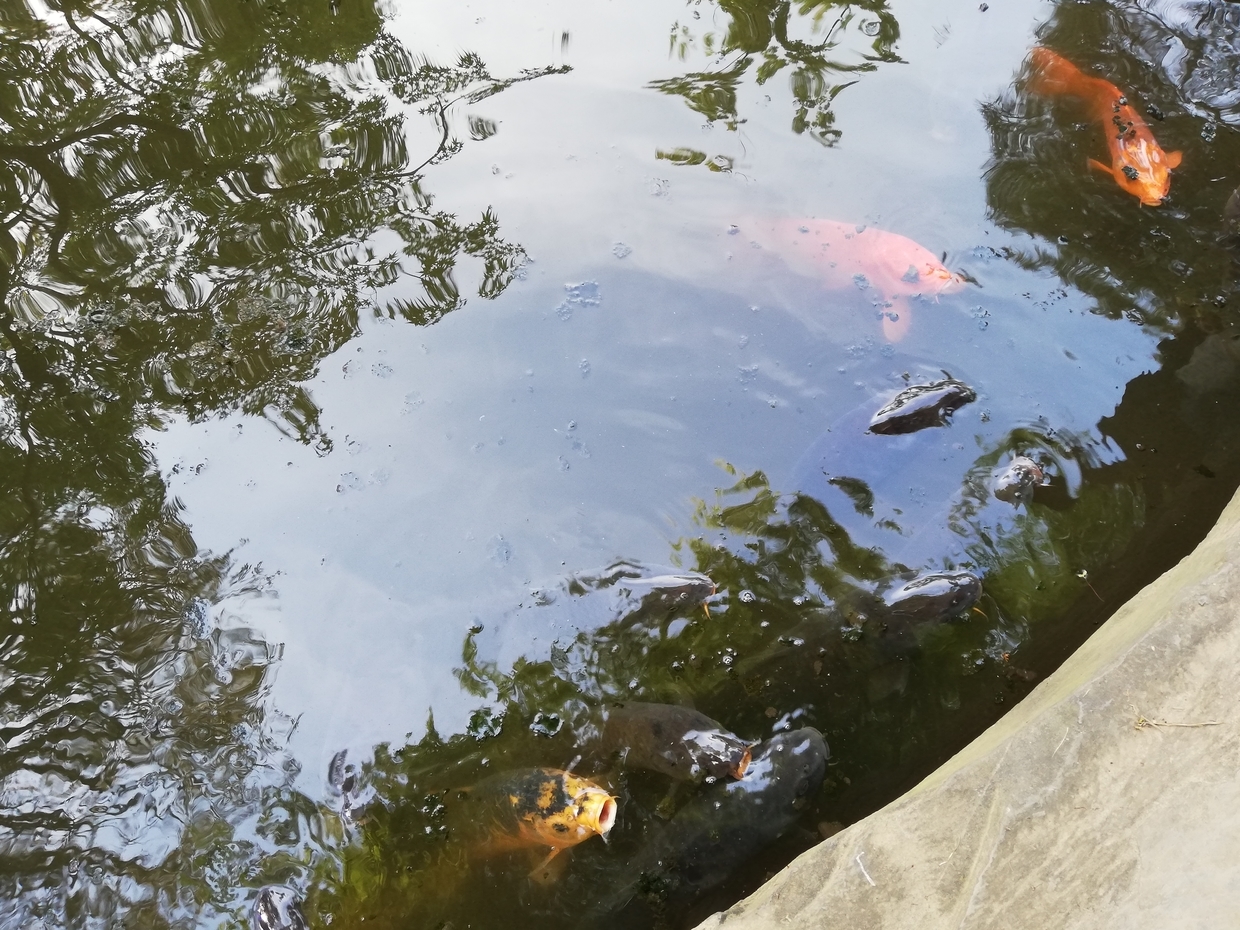 日本庭園の池で泳ぐ鯉 池の鯉