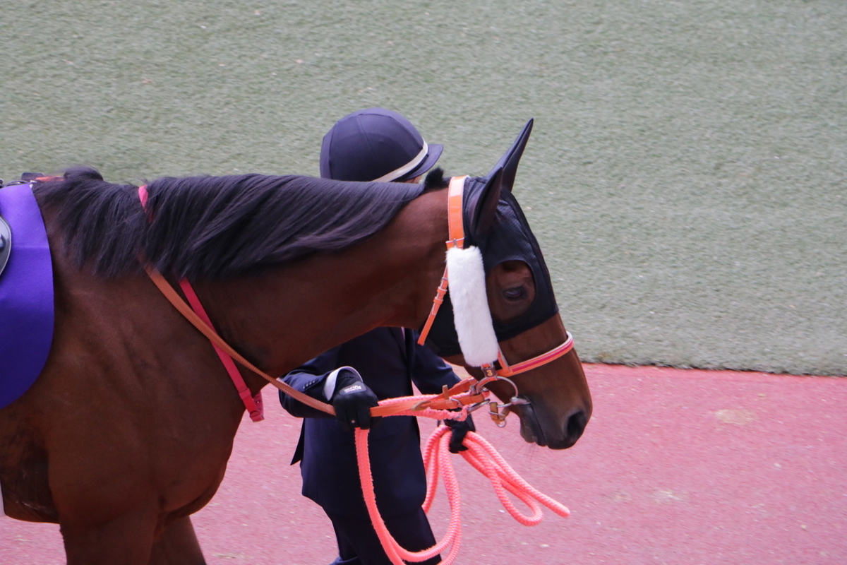 f:id:shitooo:20201123184353j:plain