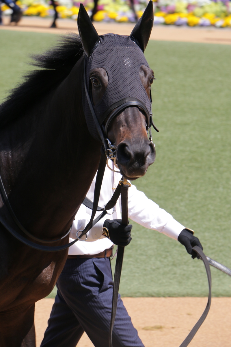 f:id:shitooo:20210407222906j:plain