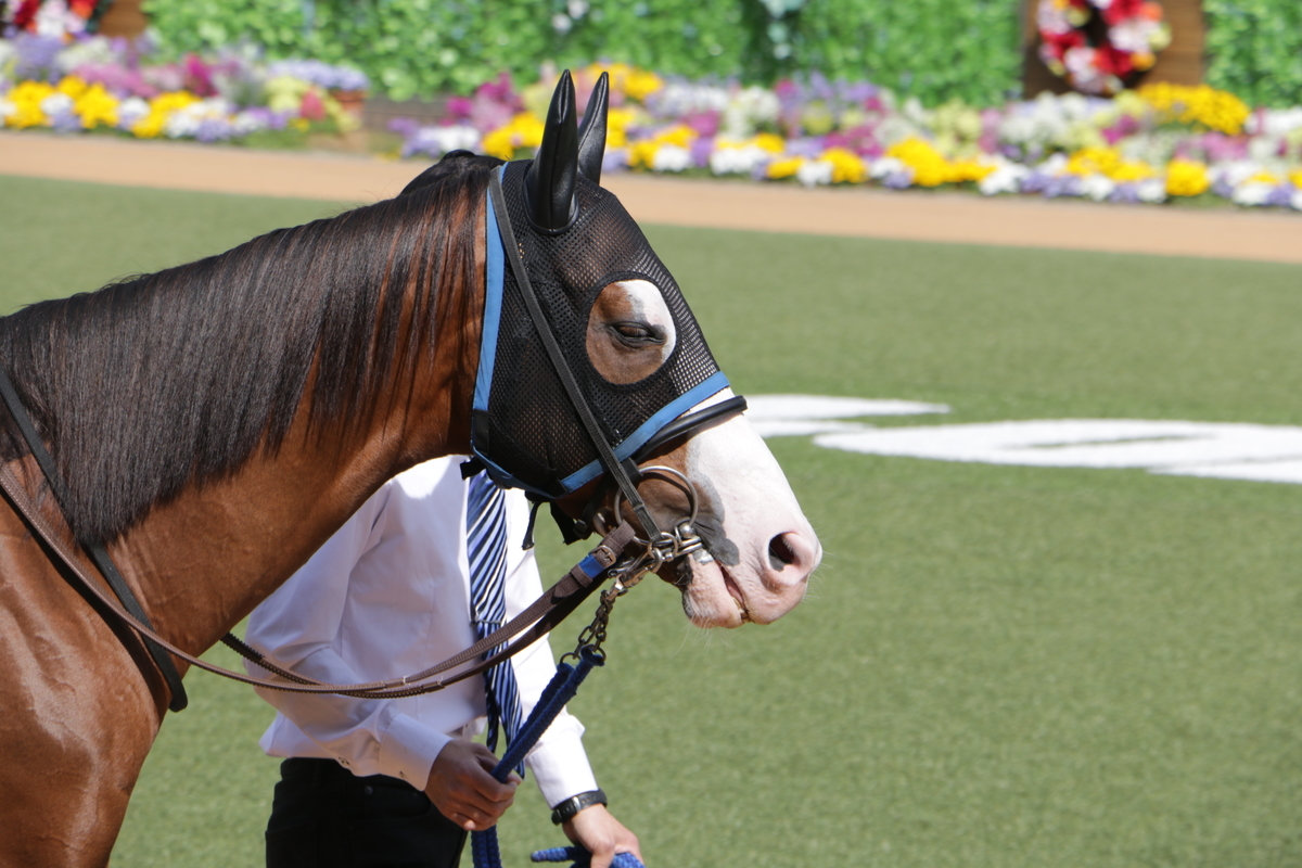 f:id:shitooo:20210407223327j:plain