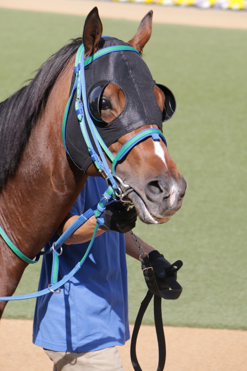 f:id:shitooo:20210407223745j:plain