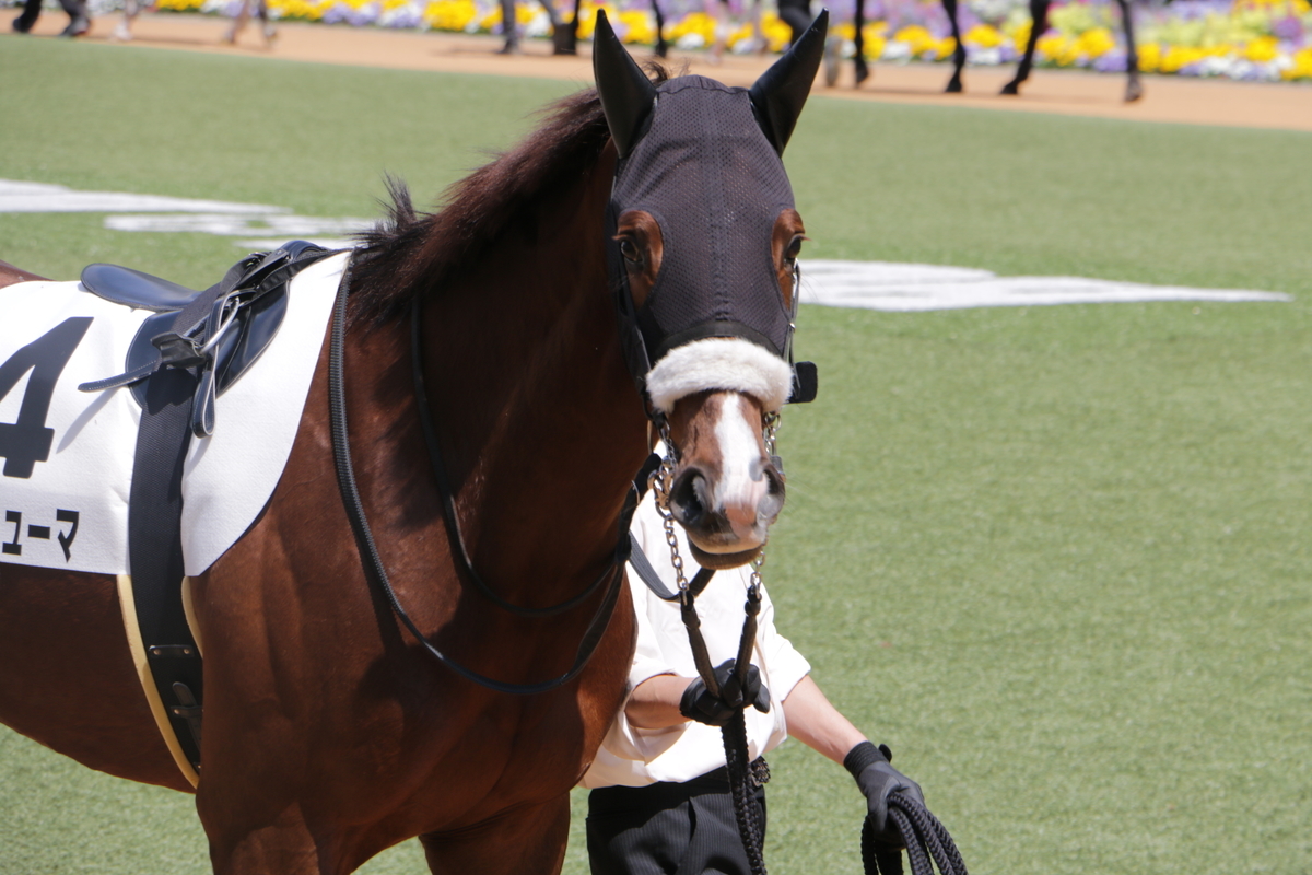 f:id:shitooo:20210407230445j:plain