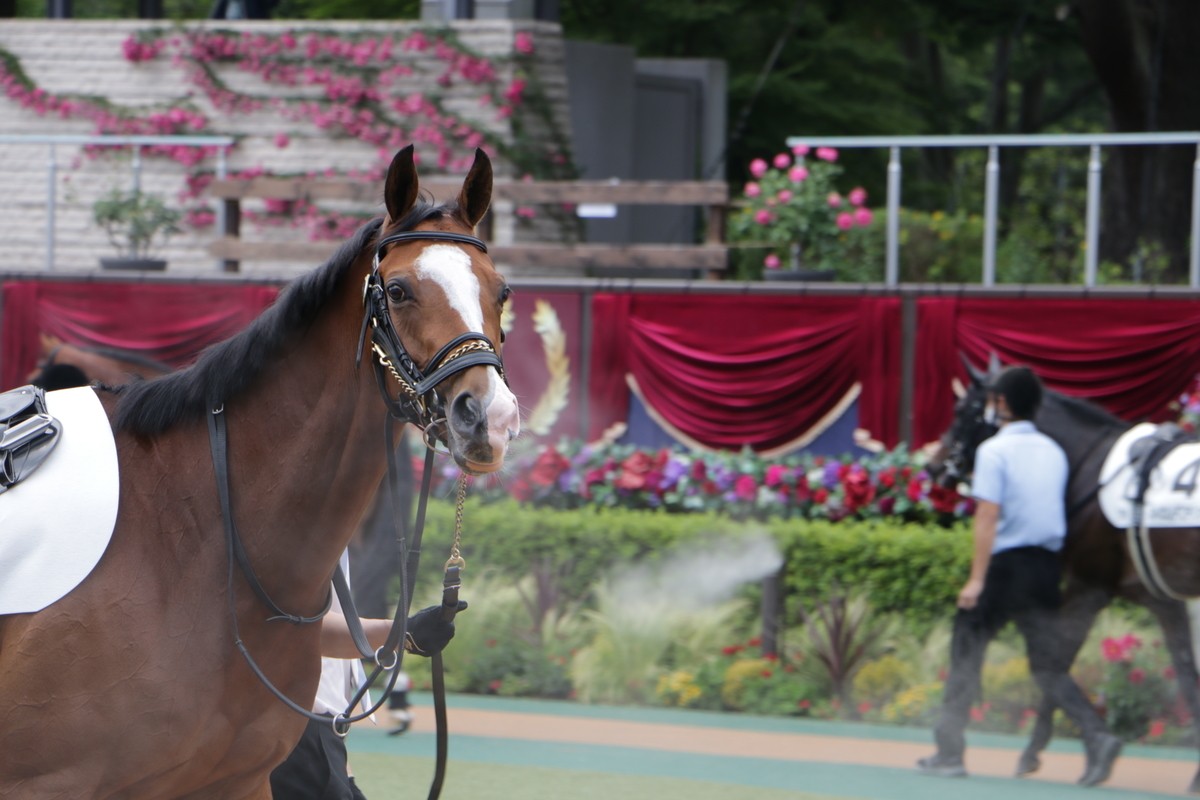 f:id:shitooo:20210531124443j:plain