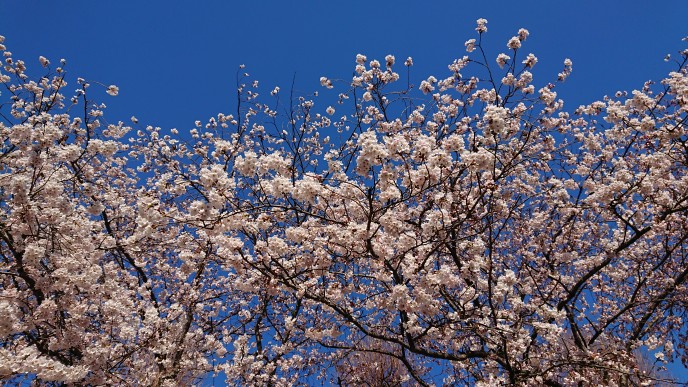 f:id:shittantan:20190413202731j:plain f:id:shittantan:20190413202731j:plain