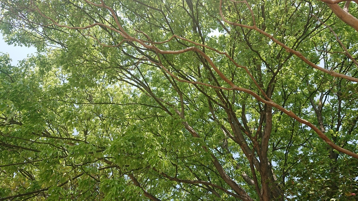 f:id:shittantan:20200502222006j:plain