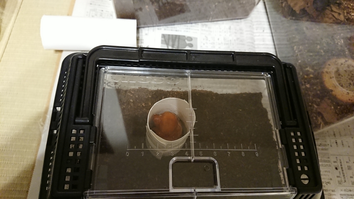 f:id:shittantan:20210523144546j:plain