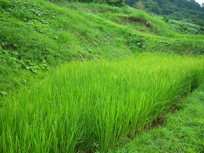20080820071806