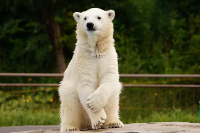 アルバイト 派遣紹介第5弾 大学生の動物園バイト しゆうのブログ