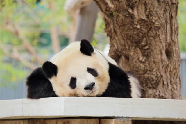 アルバイト 派遣紹介第5弾 大学生の動物園バイト しゆうのブログ