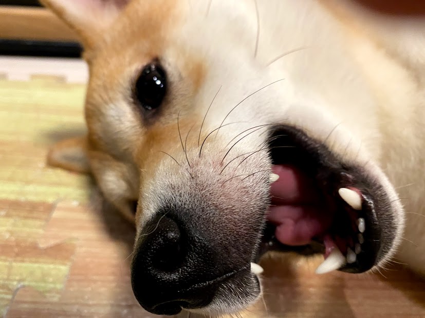 柴犬のももちゃんいい子になってきた 落ち着き感がすごいです 後ももちゃんビビり ゲームと柴犬は神 柴犬のももちゃんいい子になってきた 落ち着き感がすごいです 後ももちゃんビビり ゲームと柴犬は神