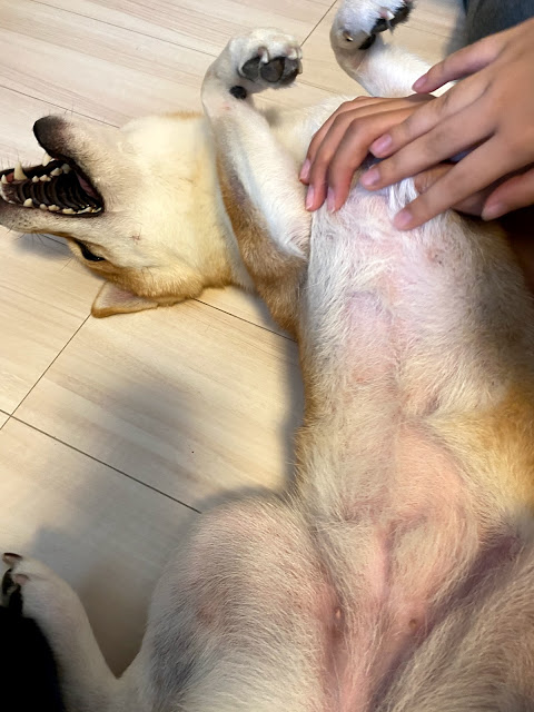 f:id:shiyuzevo:20201212123055j:plain