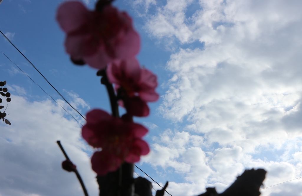 f:id:shiz1:20190124204922j:plain