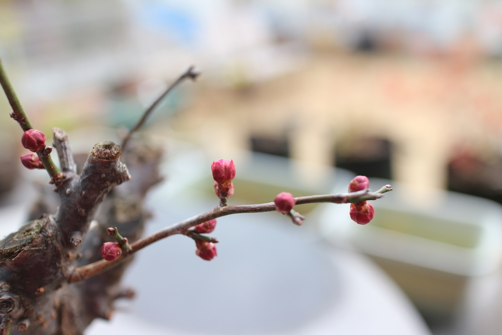 f:id:shiz1:20190124211748j:plain