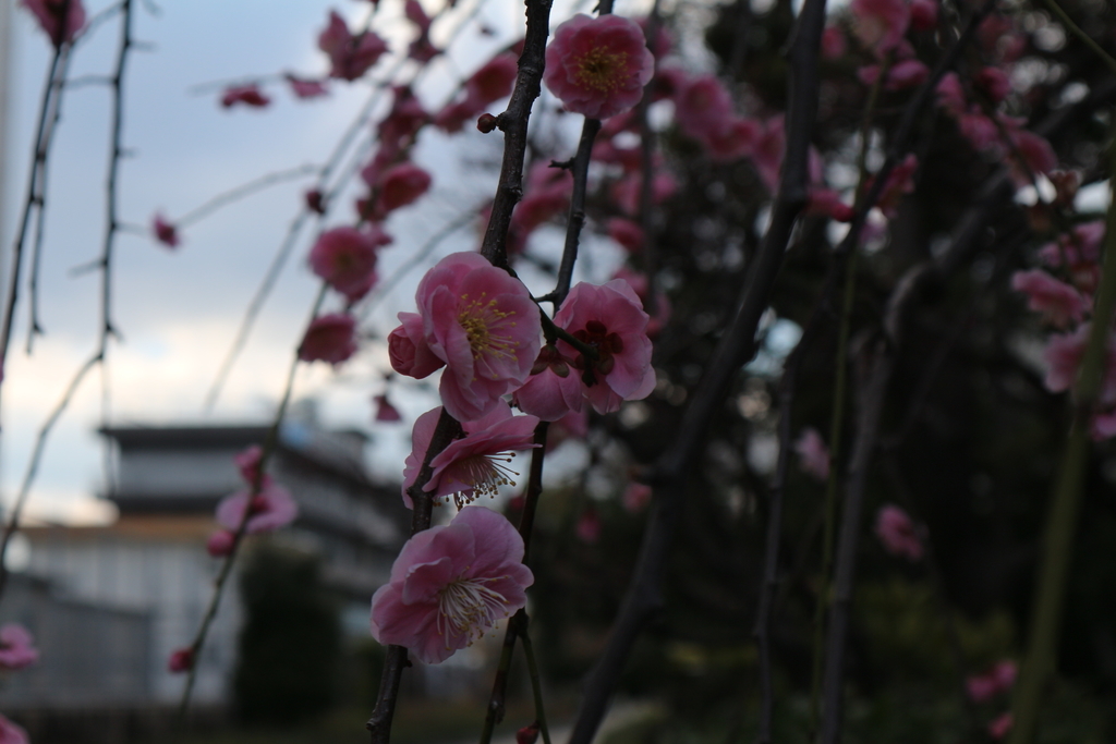 f:id:shiz1:20190221035545j:plain