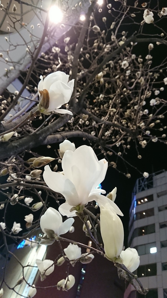 f:id:shiz1:20190302005105j:plain