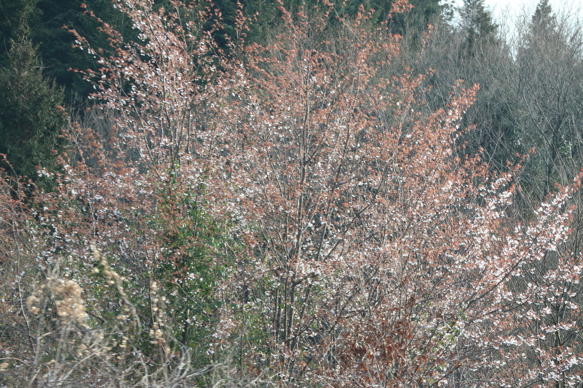f:id:shiz1:20190329222700j:plain f:id:shiz1:20190329222700j:plain