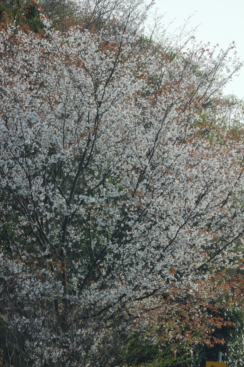 f:id:shiz1:20190329224428j:plain f:id:shiz1:20190329224428j:plain
