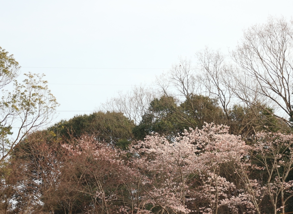 f:id:shiz1:20190329230545j:plain f:id:shiz1:20190329230545j:plain
