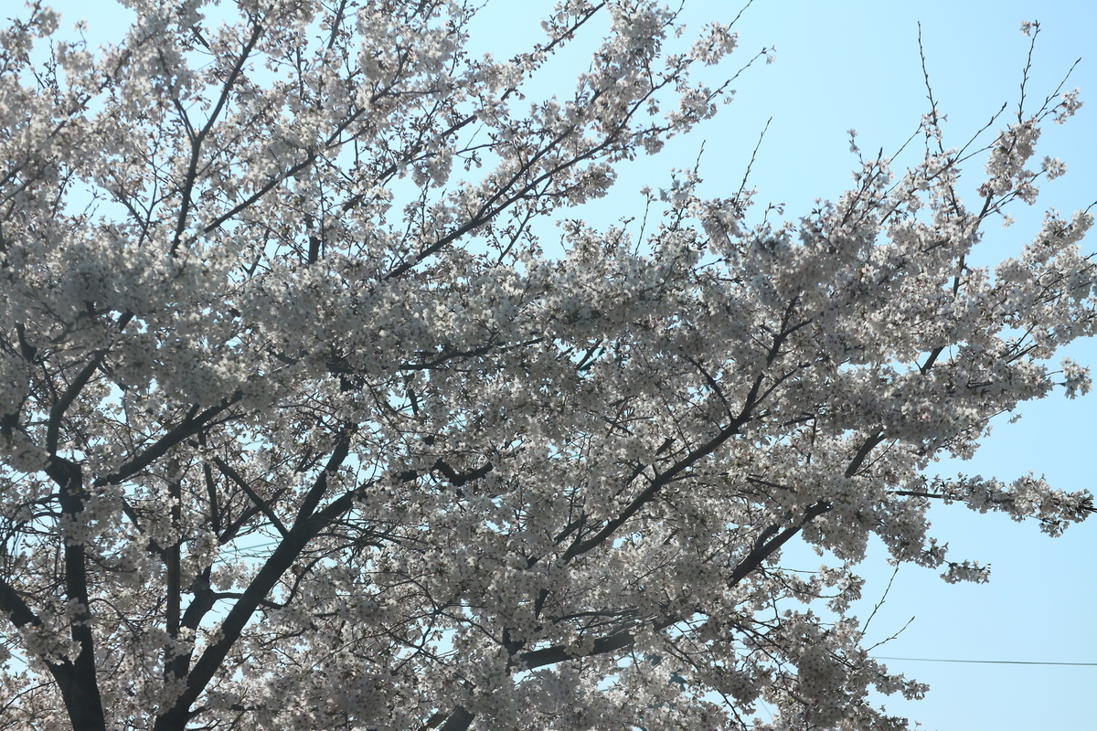 f:id:shiz1:20190404224032j:plain