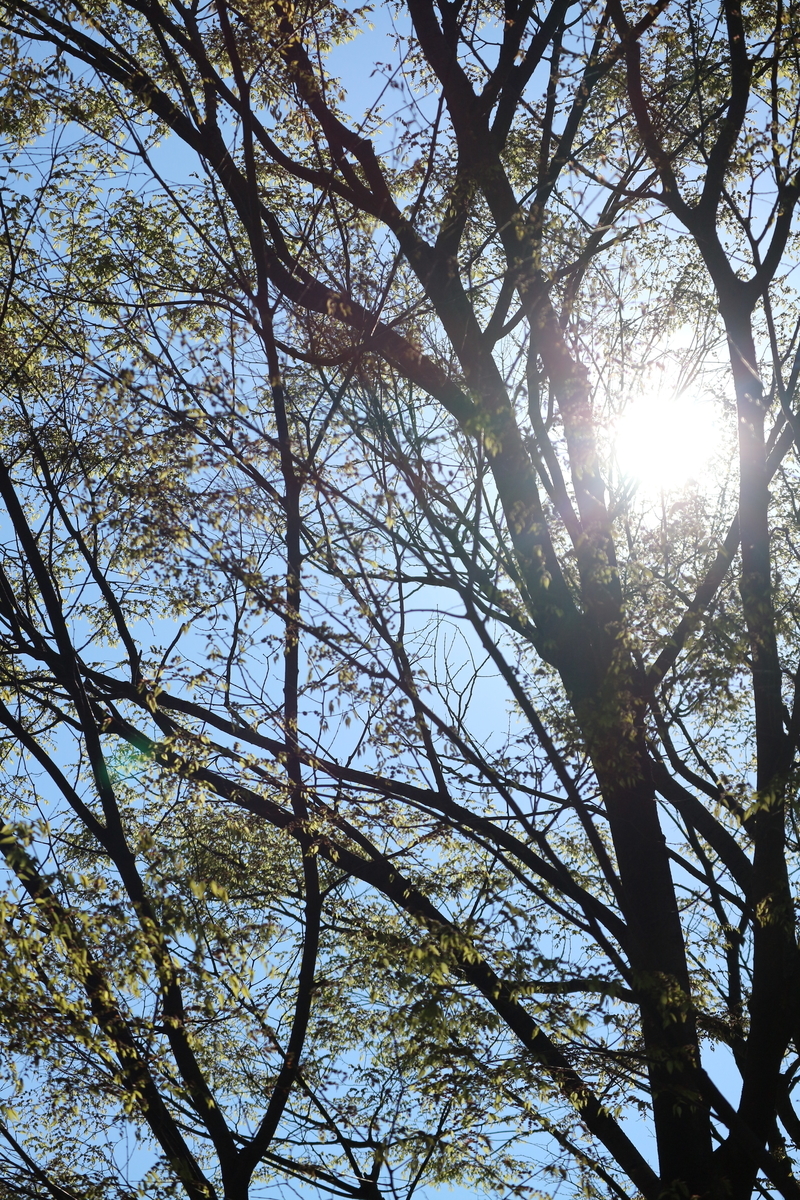 f:id:shiz1:20190404225706j:plain