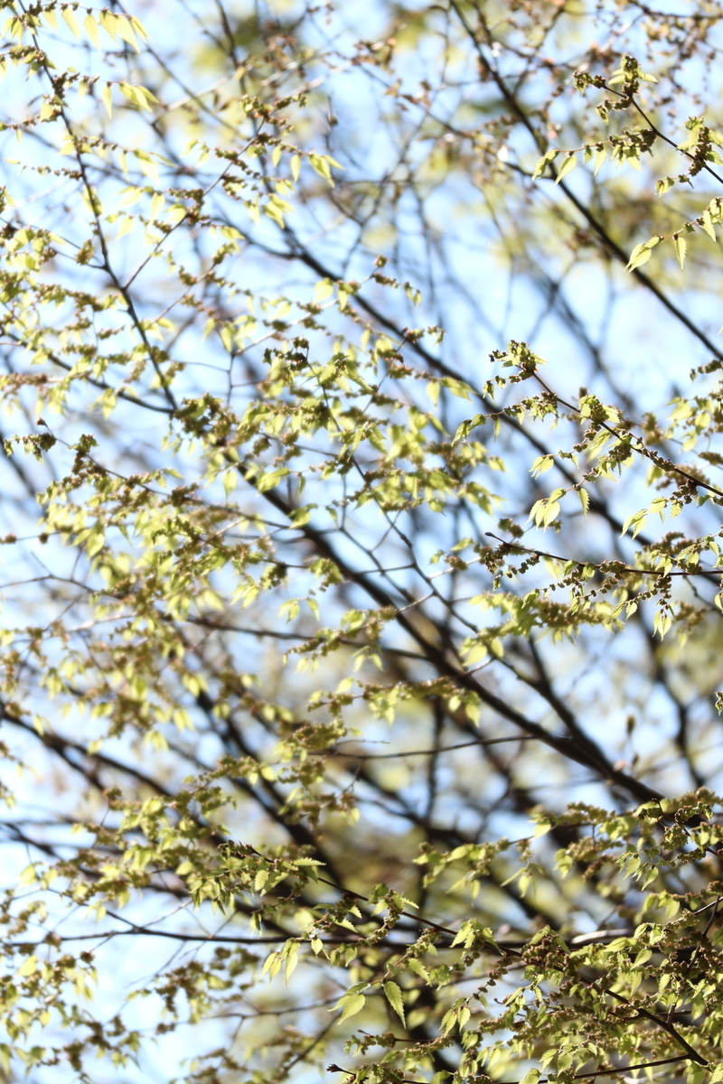 f:id:shiz1:20190404225833j:plain