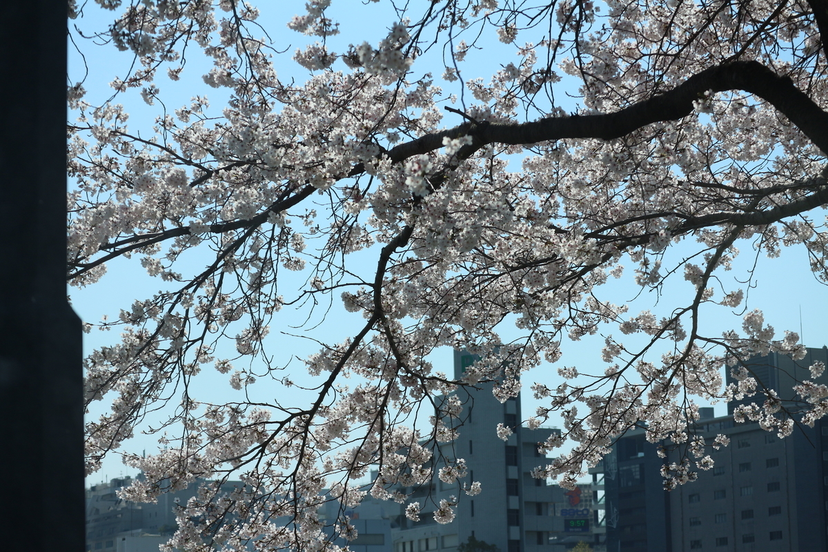 f:id:shiz1:20190404230337j:plain