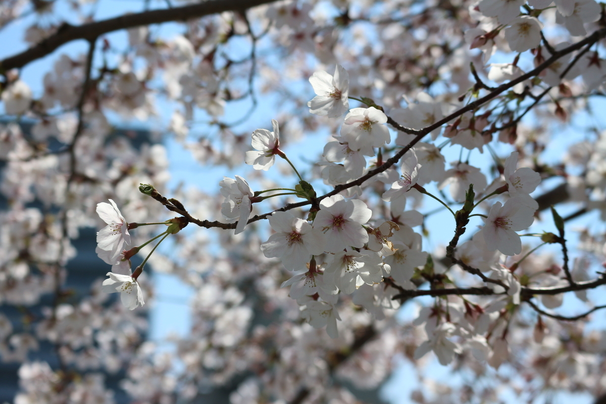 f:id:shiz1:20190404231143j:plain