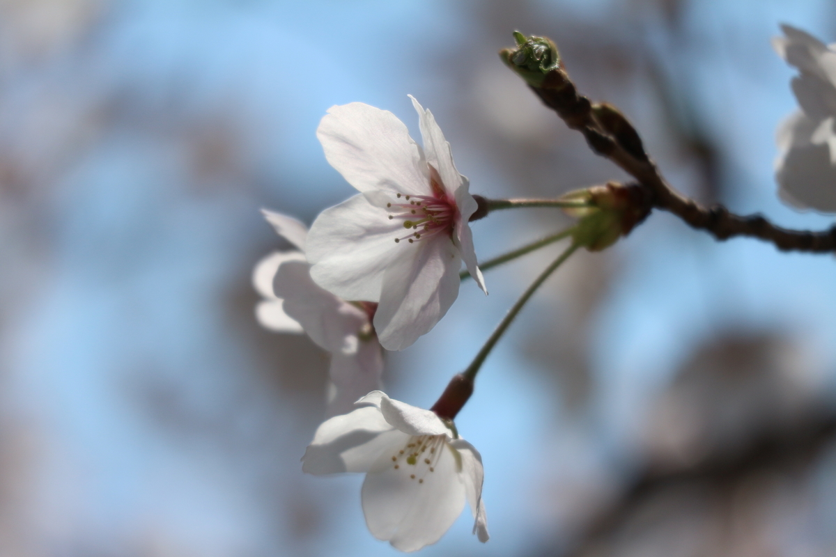 f:id:shiz1:20190405000847j:plain