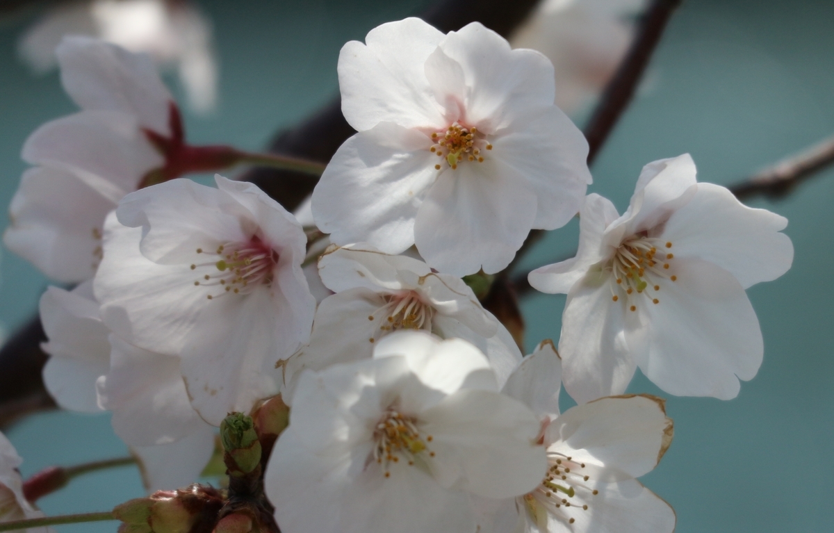 f:id:shiz1:20190405001034j:plain