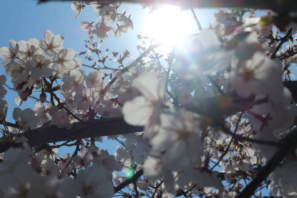 f:id:shiz1:20190405001502j:plain