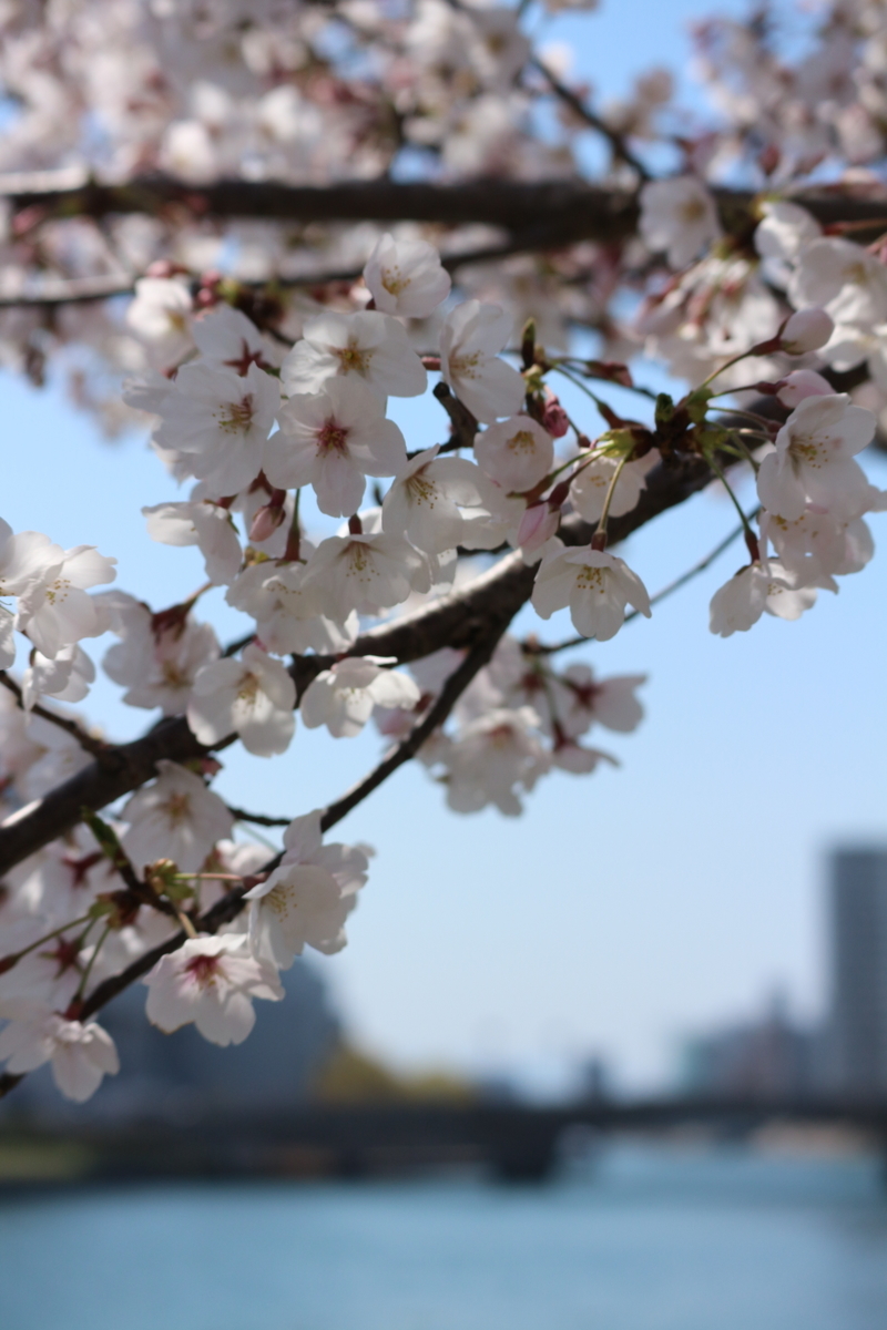 f:id:shiz1:20190405002030j:plain