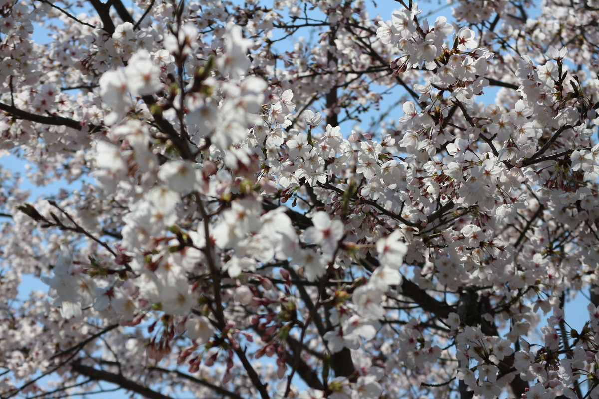 f:id:shiz1:20190405005314j:plain