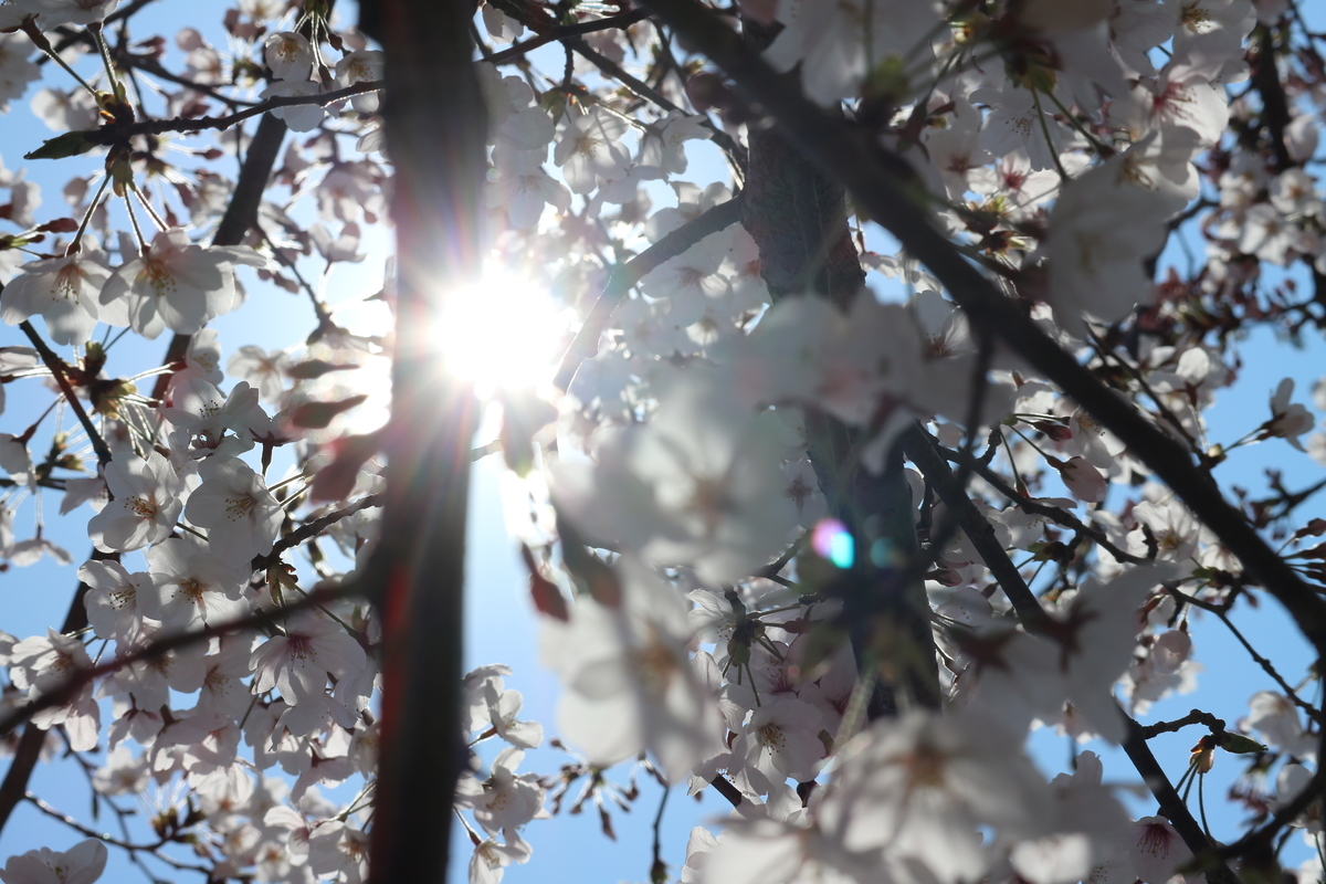 f:id:shiz1:20190405005557j:plain