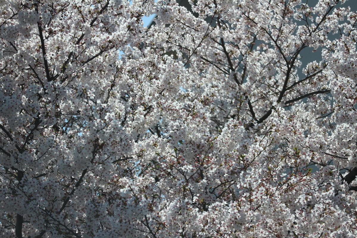 f:id:shiz1:20190405005808j:plain