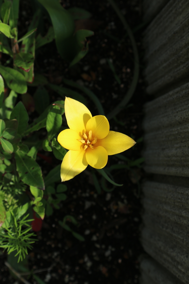 f:id:shiz1:20190409183729j:plain