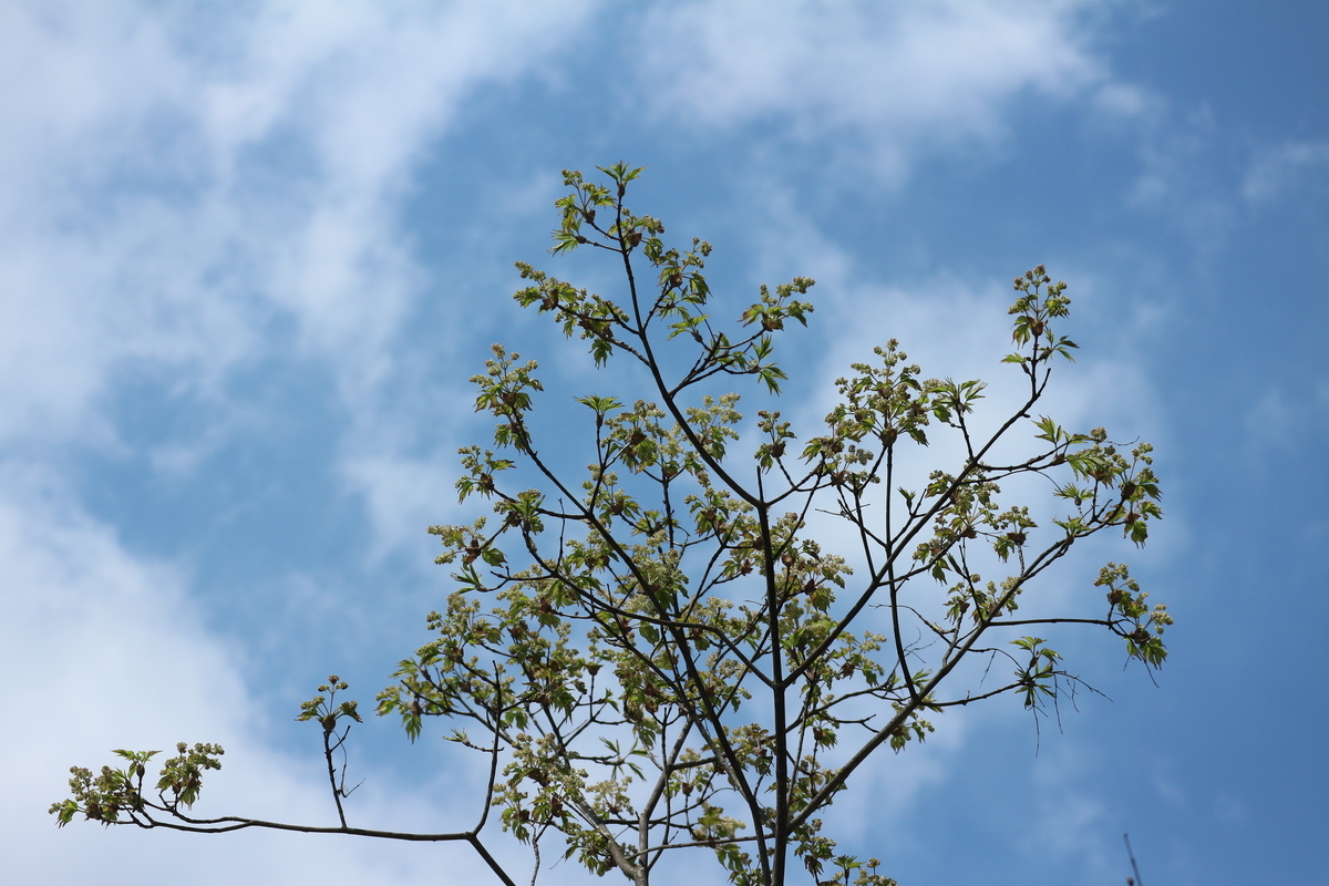 f:id:shiz1:20190413212616j:plain