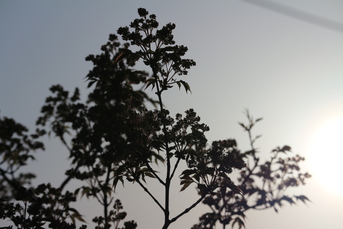 f:id:shiz1:20190413220741j:plain