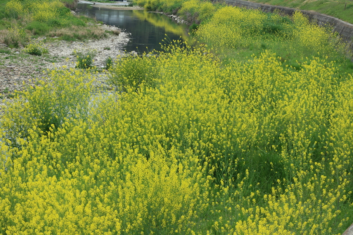 f:id:shiz1:20190420020026j:plain