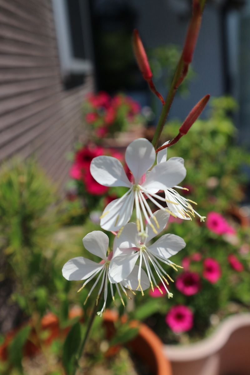 f:id:shiz1:20190504182837j:plain f:id:shiz1:20190504182837j:plain