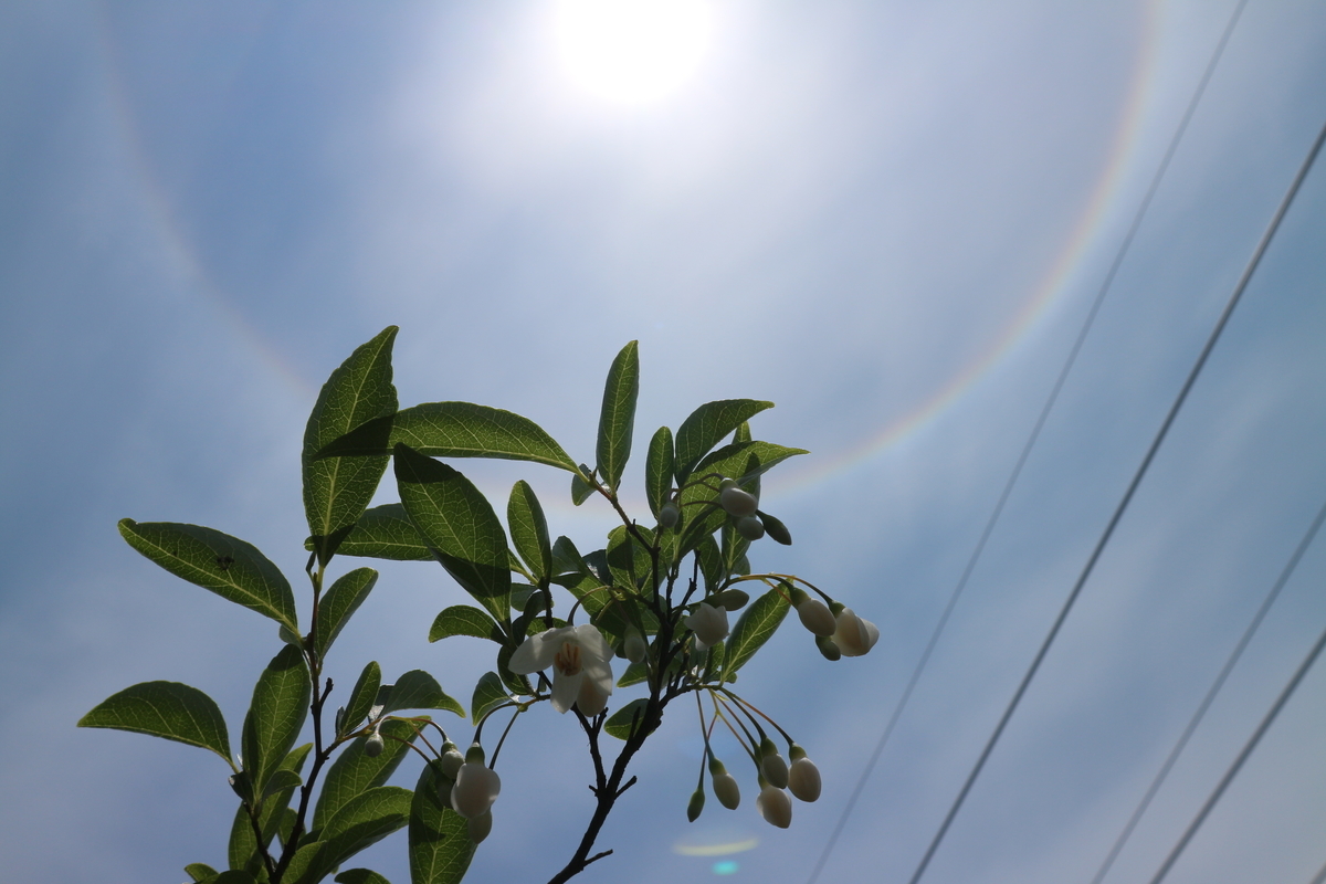 f:id:shiz1:20190515003652j:plain
