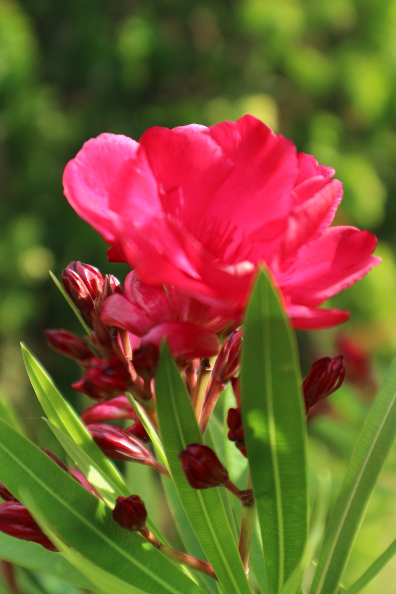 f:id:shiz1:20190617222102j:plain f:id:shiz1:20190617222102j:plain