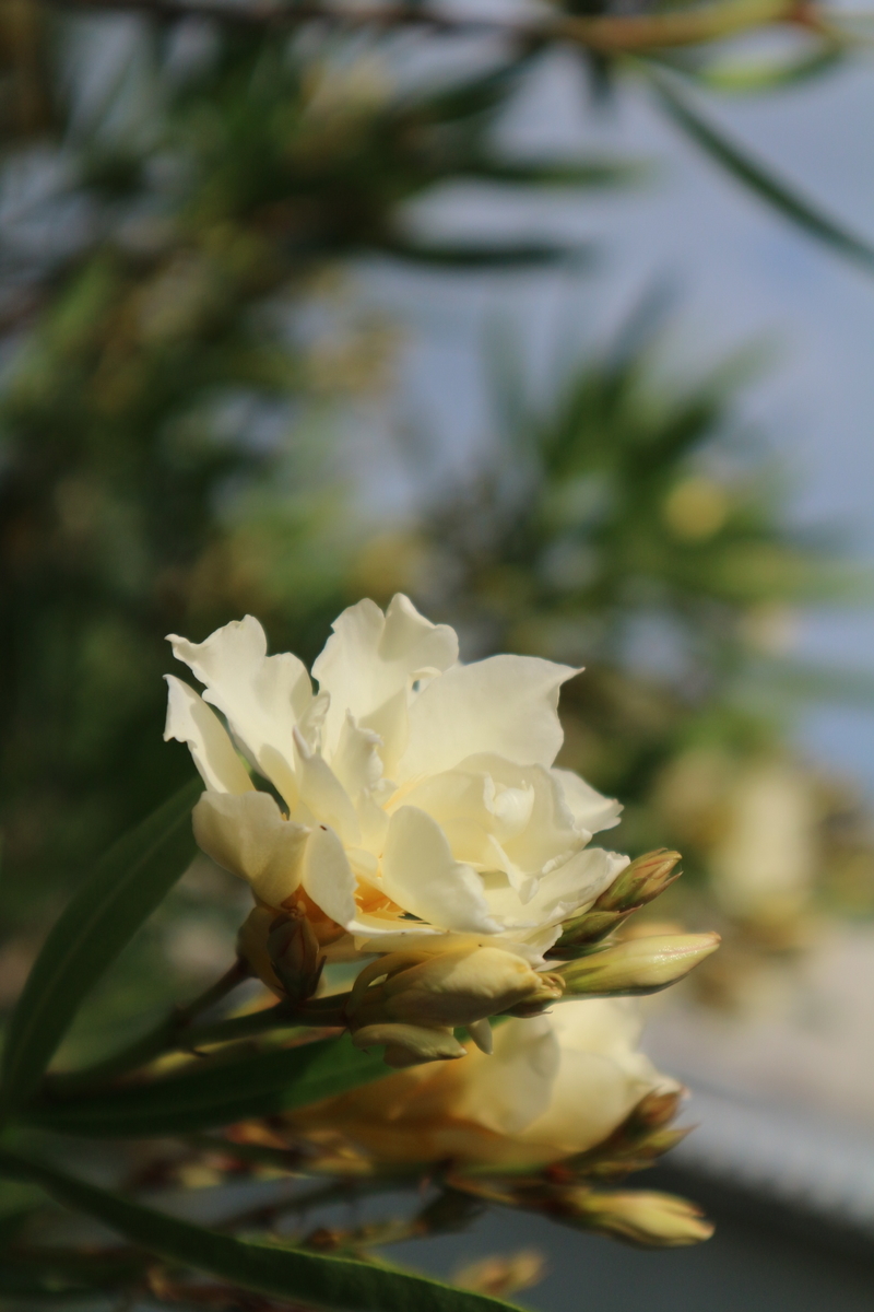 f:id:shiz1:20190617222400j:plain f:id:shiz1:20190617222400j:plain