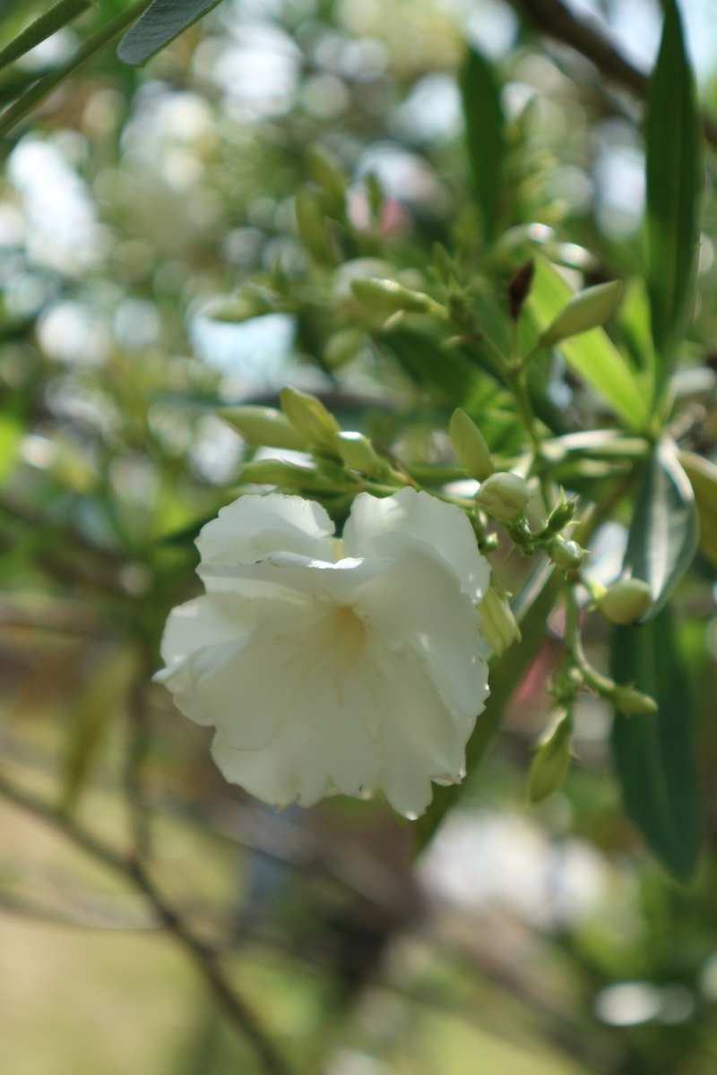 f:id:shiz1:20190617222515j:plain f:id:shiz1:20190617222515j:plain