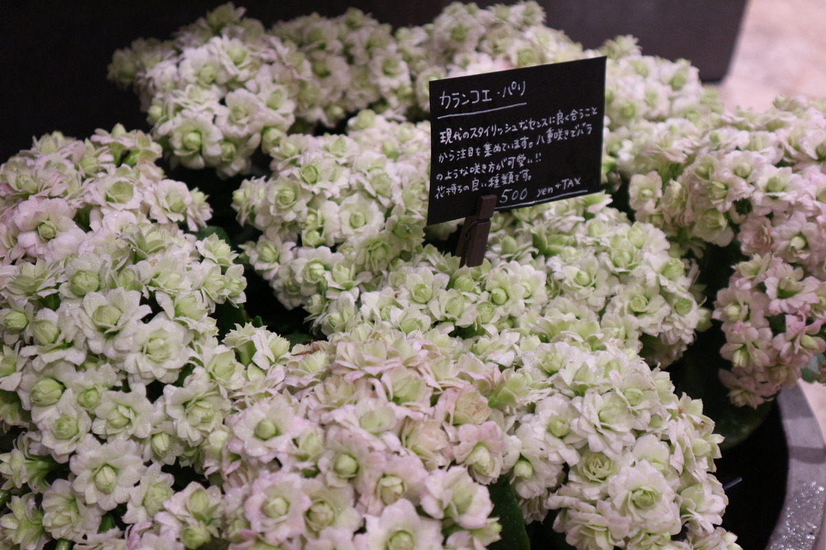 f:id:shiz1:20190621190818j:plain f:id:shiz1:20190621190818j:plain