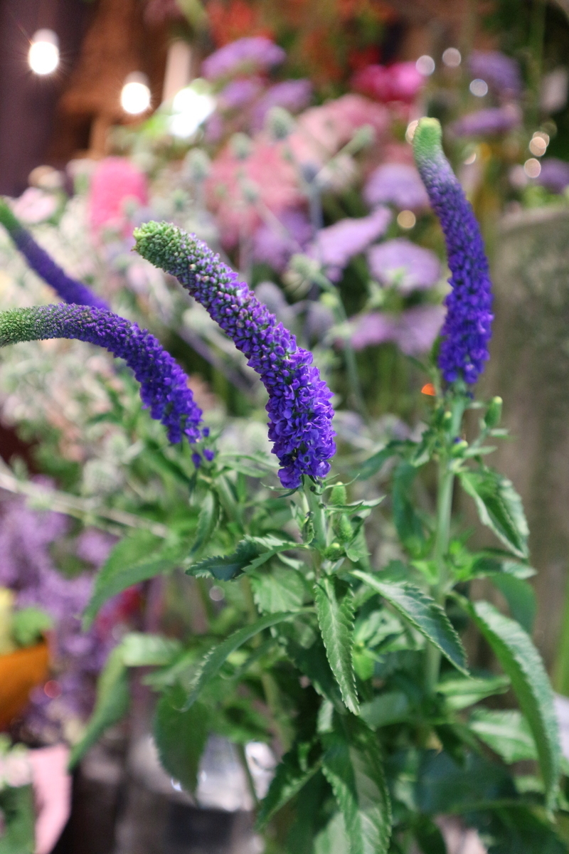f:id:shiz1:20190621191511j:plain f:id:shiz1:20190621191511j:plain