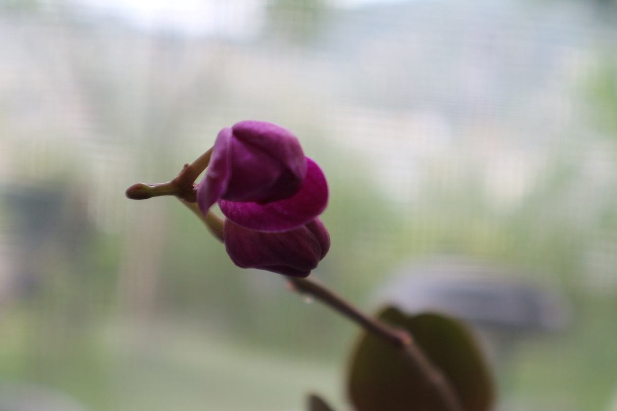 f:id:shiz1:20190714151456j:plain
