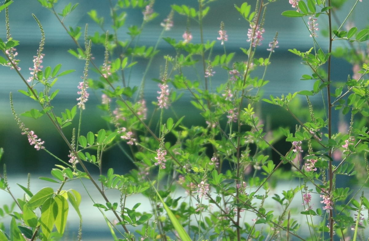 f:id:shiz1:20190803211108j:plain f:id:shiz1:20190803211108j:plain