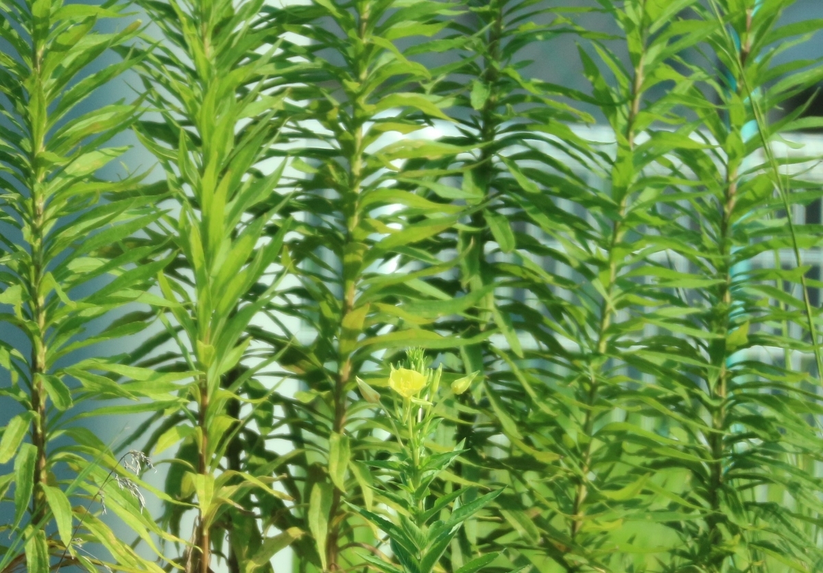 f:id:shiz1:20190803230304j:plain f:id:shiz1:20190803230304j:plain