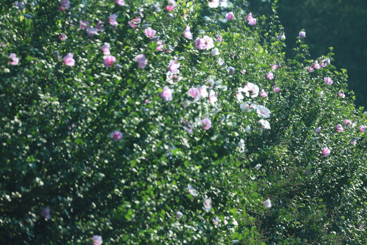 f:id:shiz1:20190803231125j:plain f:id:shiz1:20190803231125j:plain